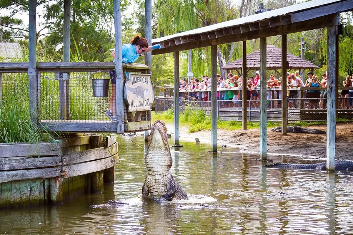 An energetic outdoor moment with a person feeding an alligator, watched by an engaged crowd. The setting emphasizes community engagement, wildlife interaction, and a sense of adventure.